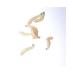 housefly_maggots_sm1.jpg